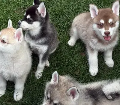 Unbenannt - Alaskan Klee Kai Welpe in Baden-Württemberg