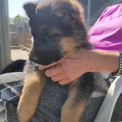 Bild aus Von der guten Freundschaft in Bern, wo unsere Deutscher Schäferhund-Hunde in einer liebevollen Umgebung aufwachsen.