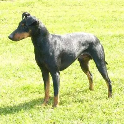 Manchester Terrier "vom Trajan"