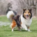 Shetland Sheepdog