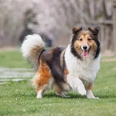 Berger des Shetland breed