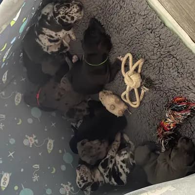 Bild aus von der Edelruh  in Bayern, wo unsere Deutsche Dogge-Hunde in einer liebevollen Umgebung aufwachsen.