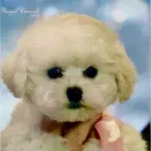 Friends of Life cover
