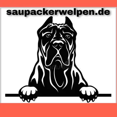 Foto des C-Wurf von Cane Corso Italiano in Saupackerwelpen, aufgenommen in Mecklenburg-Vorpommern.