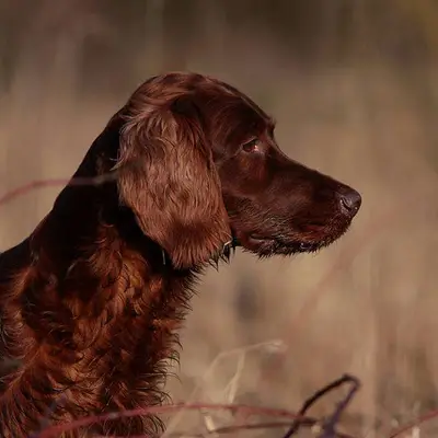Galerie-Bild von Irish red Setter "fighting irish´s" in Nordrhein-Westfalen, mit Eindrücken unserer Irish Red Setter-Zucht.