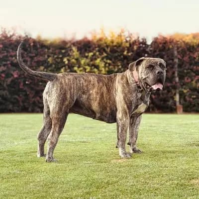 A-Wurf – Boerboel Wurf, Niedersachsen, Raised by Wolfsberg Boerboels 