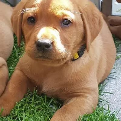 Moritz - Labrador Retriever Welpe in Nordrhein-Westfalen