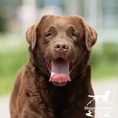 4-jähriger schokobrauner Labrador-Rüde sucht Patenfamilie - Labrador Retriever Welpe in Bayern