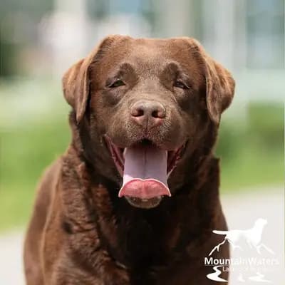 4-jähriger schokobrauner Labrador-Rüde sucht Patenfamilie - Labrador Retriever Welpe in Bayern