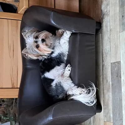 Bild aus Of Sunflower in Hessen, wo unsere Yorkshire Terrier-Hunde in einer liebevollen Umgebung aufwachsen.