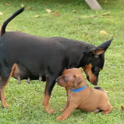 Bild aus Zwergpinscher vom Zwergbach in Bayern, wo unsere Zwergpinscher-Hunde in einer liebevollen Umgebung aufwachsen.