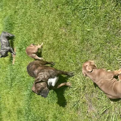 Bild aus Bulldoggen von der Rudolfshöhe  in Brandenburg, wo unsere Old English Bulldog-Hunde in einer liebevollen Umgebung aufwachsen.