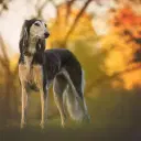 Saluki