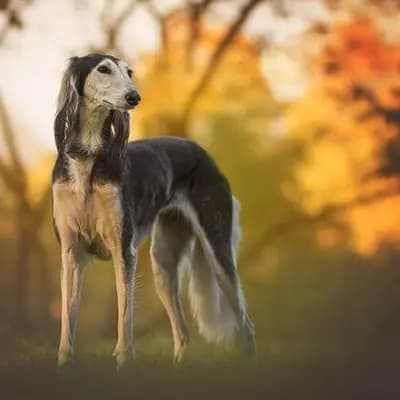 Saluki – Hunderasse