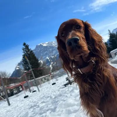 Galerie-Bild von of the maroon fellows in Bayern, mit Eindrücken unserer Irish Red Setter-Zucht.