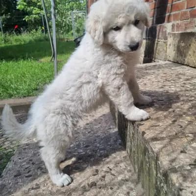 Kuvasz "von den großen Strolchen"