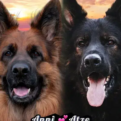 Wurfwiederholung Sommer 2026 - Altdeutscher Schäferhund Welpe in Baden-Württemberg