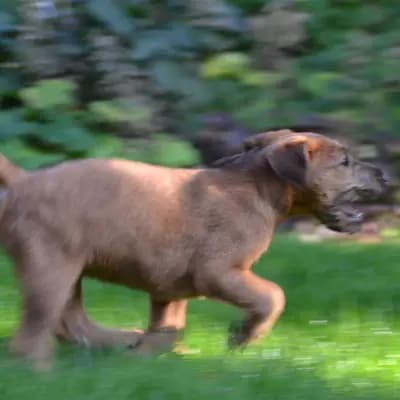 Galerie-Bild von Cú Chulainn's Irish Terrier in , mit Eindrücken unserer Irish Terrier-Zucht.