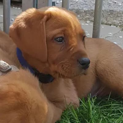 Mara - Labrador Retriever Welpe in Nordrhein-Westfalen