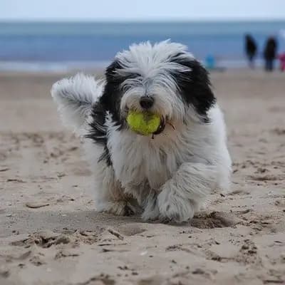 Berger polonais de plaine breed
