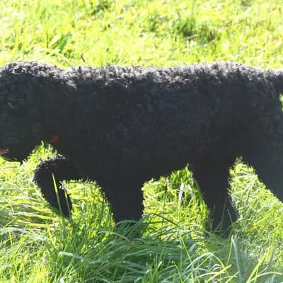 Foto von Toni, einem Barbet-Elternhund in Oberösterreich.