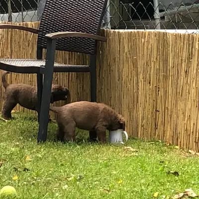 Galerie-Bild von Witchess - Chesapeake Bay Retriever Zucht in Hessen, mit Eindrücken unserer Chesapeake Bay Retriever-Zucht.