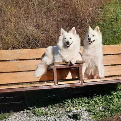 Galerie-Bild von von den Franken Spitzen in Bayern, mit Eindrücken unserer Großspitz-Zucht.