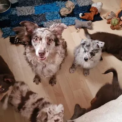 Bild aus Colorful soul in Bayern, wo unsere Australian Shepherd-Hunde in einer liebevollen Umgebung aufwachsen.