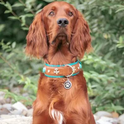 Galerie-Bild von of the maroon fellows in Bayern, mit Eindrücken unserer Irish Red Setter-Zucht.