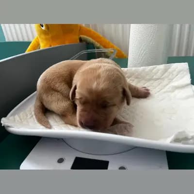 Dream of Ambers Dorie - Labrador Retriever Welpe in Bayern