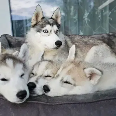 Aaron - Siberian Husky Welpe in Nordrhein-Westfalen