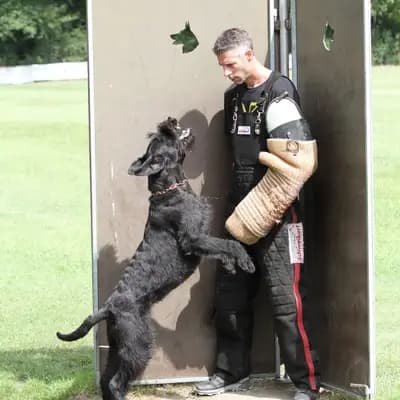 Galerie-Bild von Riesenschnauzer of Giant Black Hawks in Nordrhein-Westfalen, mit Eindrücken unserer Riesenschnauzer-Zucht.