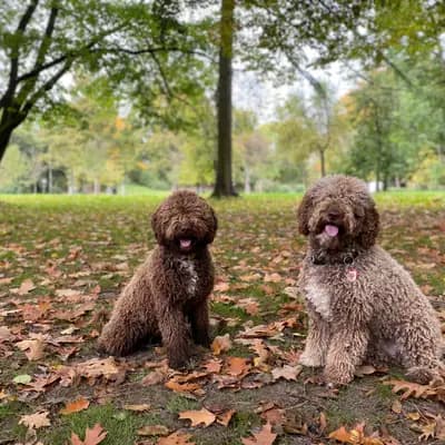 Galerie-Bild von Assona  in Rheinland-Pfalz, mit Eindrücken unserer Spanischer Wasserhund-Zucht.