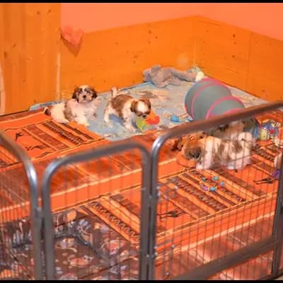 Bild aus Shih Tzu vom Eulenpark in Nordrhein-Westfalen, wo unsere Shih Tzu-Hunde in einer liebevollen Umgebung aufwachsen.