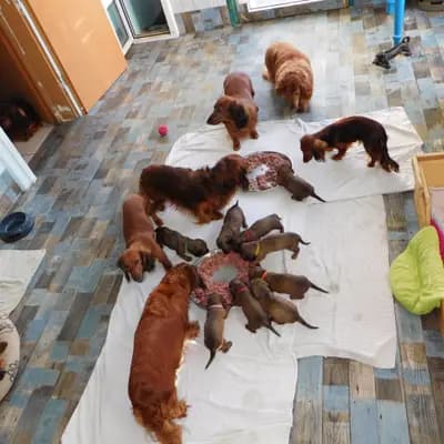 Galerie-Bild von Dackel vom Kronprinzenkoog in Schleswig-Holstein, mit Eindrücken unserer Dackel-Zucht.