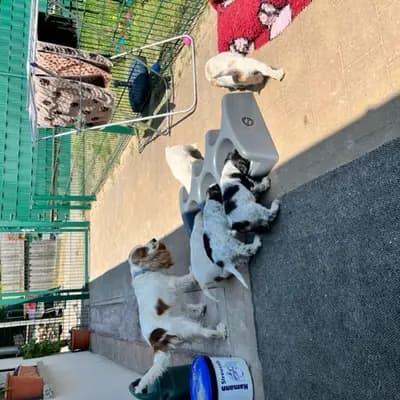 Bild aus Hundezucht vd Schönefelder Höhe in Brandenburg, wo unsere English Cocker Spaniel-Hunde in einer liebevollen Umgebung aufwachsen.
