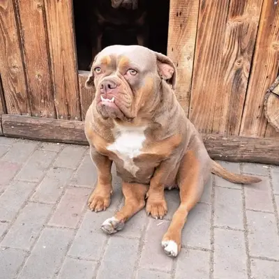 Lotta