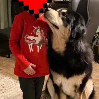 Bild aus Kalyani´s in Niederösterreich, wo unsere Do Khyi-Hunde in einer liebevollen Umgebung aufwachsen.
