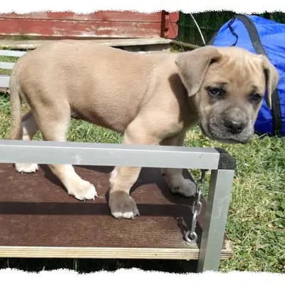 Bild aus Romaner Antikdoggenzucht "vom römischen Reich" in Nordrhein-Westfalen, wo unsere Cane Corso Italiano-Hunde in einer liebevollen Umgebung aufwachsen.
