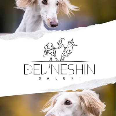 Saluki, persischer Windhund, Wurfankündigung – Saluki Welpe, Nordrhein-Westfalen, Raised by Del'Neshin