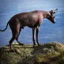 Xoloitzcuintle