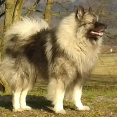von den Frankenwaldwölfen cover
