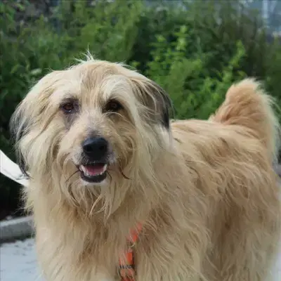 Foto von Rusty, einem geretteten Bergamasker Hirtenhund in Bayern.