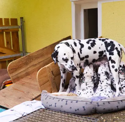 Bild aus Applecreek  in Bayern, wo unsere Dalmatiner-Hunde in einer liebevollen Umgebung aufwachsen.