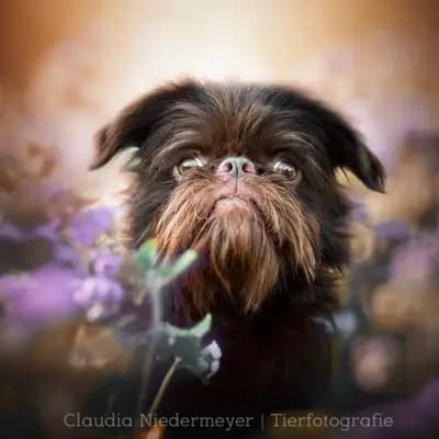 Foto von Spitnik, einem Brüsseler Griffon-Elternhund in Bayern.