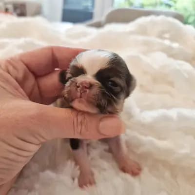 Elias - Chihuahua Welpe in Nordrhein-Westfalen