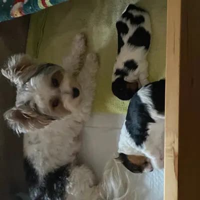 Bild aus From-Yorkshiremen  in Rhineland-Palatinate, wo unsere Yorkshire Terrier-Hunde in einer liebevollen Umgebung aufwachsen.