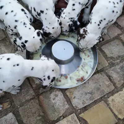 Bild aus Dalmatiner Zuchtstätte "with countless spots" in Brandenburg, wo unsere Dalmatiner-Hunde in einer liebevollen Umgebung aufwachsen.