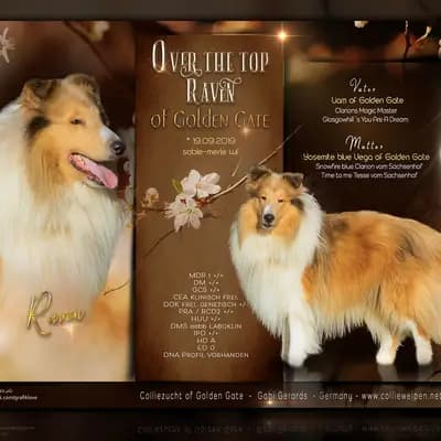 Galerie-Bild von Collie of Golden Gate  in Baden-Württemberg, mit Eindrücken unserer Amerikanischer Collie-Zucht.