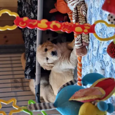 Bild aus Vom Steller Moor in Niedersachsen, wo unsere Golden Retriever-Hunde in einer liebevollen Umgebung aufwachsen.